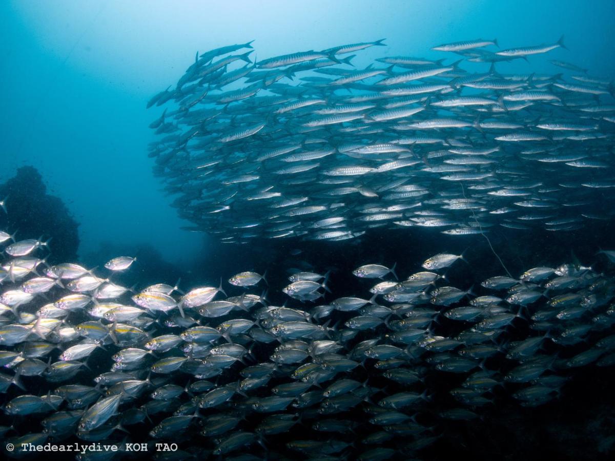 The Dearly Koh Tao Hostel-Padi 5 Star Dive Resort Екстер'єр фото